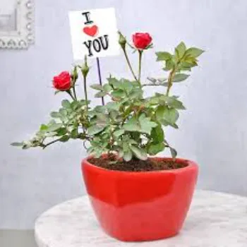 Natural Rose Plant