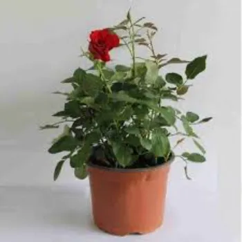  Rose Plant