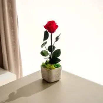 Natural Rose Plant