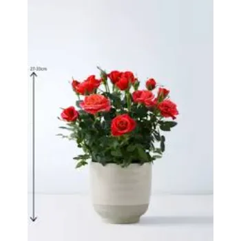 Natural Rose Plant