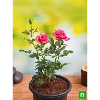 Rose Plants