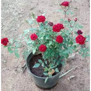 Common Rose Plants