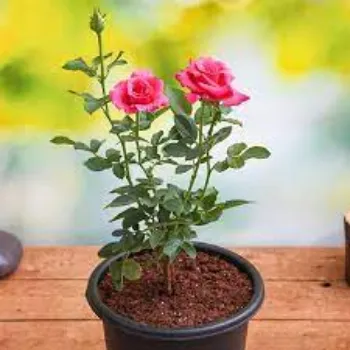Natural Rose Plants