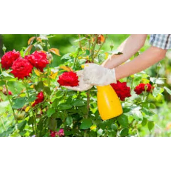 Organic Rose Plant