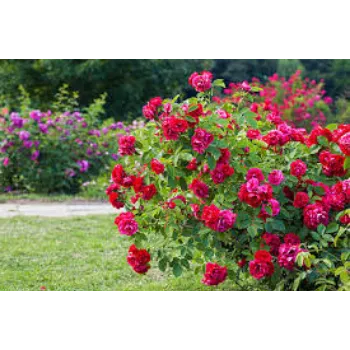 Natural Rose Plant