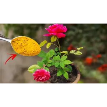 Fresh Rose Plant