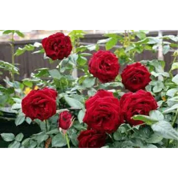 Natural Red Rose Flowers
