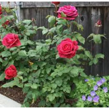 Natural Rose Plants