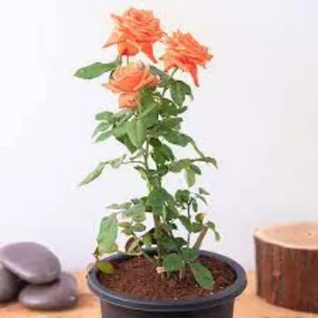 Organic Rose  Plants