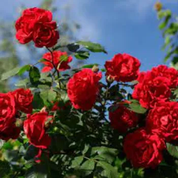 Natural Rose Plants