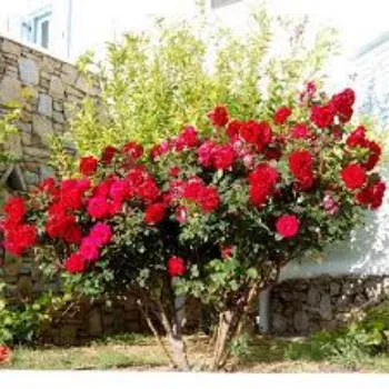 Natural Red Rose Flowers