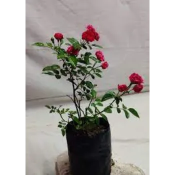 Fresh Red Rose Flowers