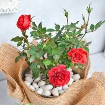 Natural Rose Plants