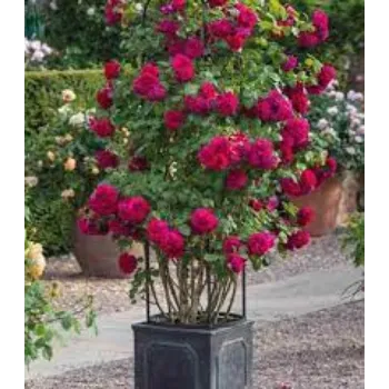 Natural Rose Plants