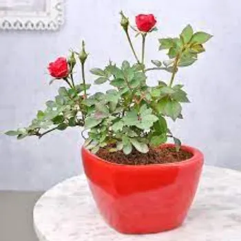 Natural Rose Plants