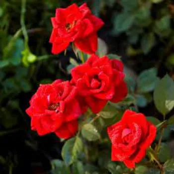 Organic Red Rose Flowers