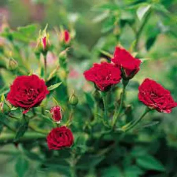 Natural Rose Plants