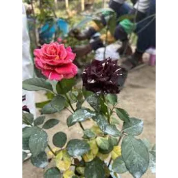Common Rose Plants