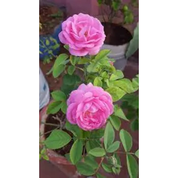 Natural Rose Plants