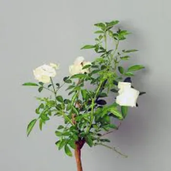 Common Rose Plant