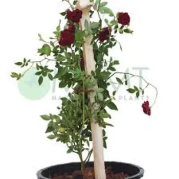 Organic Rose  Plant