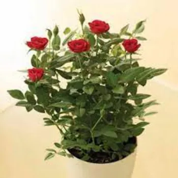 Organic Rose Plant