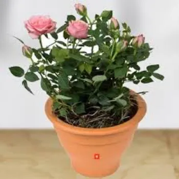 Common Rose Plant
