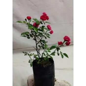 Rose Flower Plants