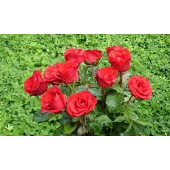 Natural Rose Plant