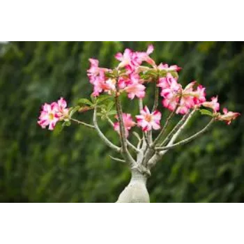 Organic Rose Plant