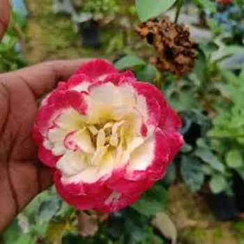 Natural Rose Plants