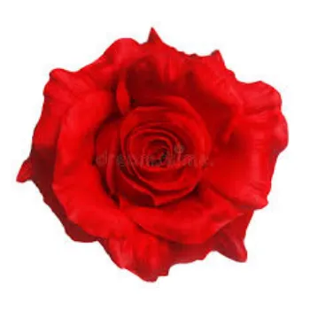 Fresh Rose Flowers Manufacturer