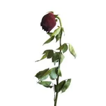 Rose Petal Dry Leaf