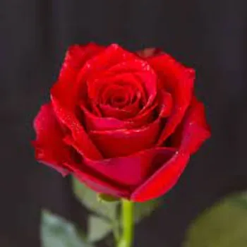 Natural Red Rose Flowers Manufacturer