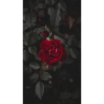 Fresh Rose Flowers Exporter