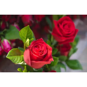 Red Rose Flowers