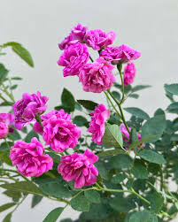 Rose Plant
