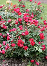Rose Plant