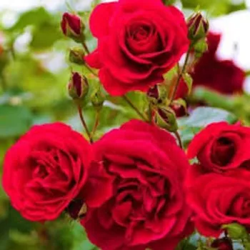 Fresh Red Rose Flower Manufacturer