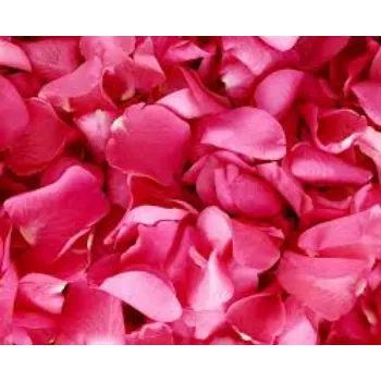 Fresh Rose Petal