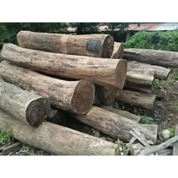 Polished Sal Wood