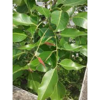 Red Sandalwood Plant