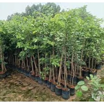 Natural Sandalwood Plants