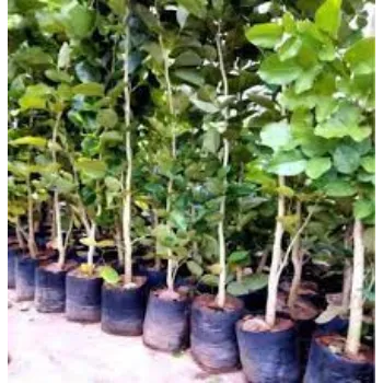 Natural Sandalwood Plants