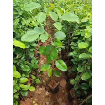 Common Sandalwood Plants