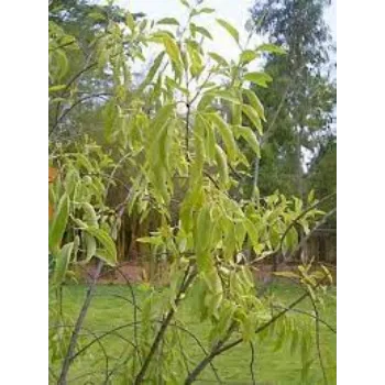 Organic Sandalwood Plants