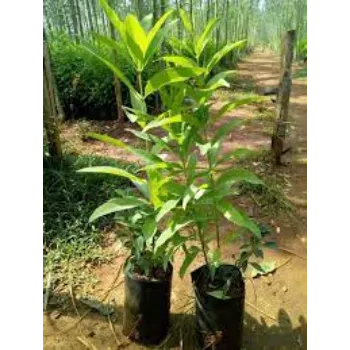 Fresh Sandalwood Plants