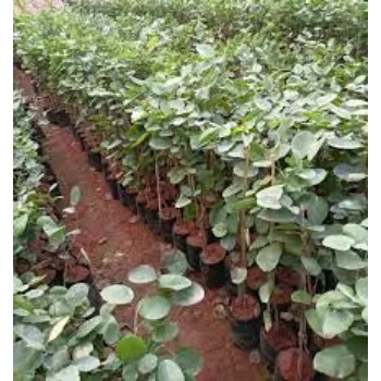 Organic Sandalwood Plants