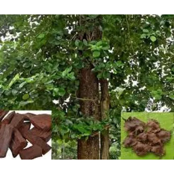 Natural Sandalwood Plants