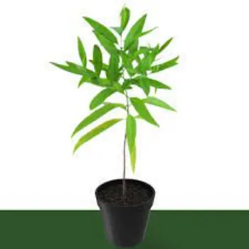 Natural Sandalwood Plants